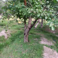 باغبان هستم