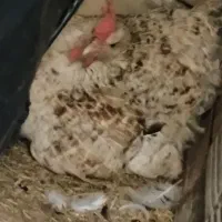 مرغ گلیلن کرچ شده فروشی