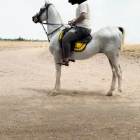 فروش اسب عرب