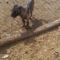 توله سرابی نرو ماده