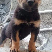 سگ ژرمن شپرد ماده