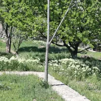 نگهداری و باغبانی در باغ ویلایی در جاجرود