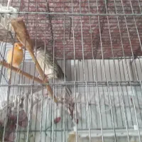 قناری بالغ و سرحال وآماده