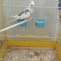 عروس هلندی نر دوکت سیاه