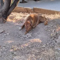 سگ نگهبان