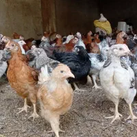 فروش جوجه محلی عمده