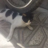 گربه اروم