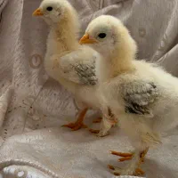 جوجه ۱۰ روزه از نسل  پاپر و زینتی برهما