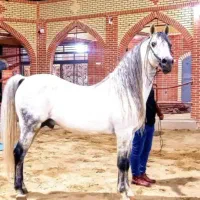 کره نریان کورد