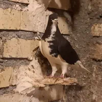 کفتر ساده چپ خال کله سینه طوقی کرباتی