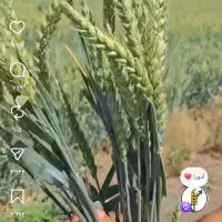 زرین اباد زمین اجاره میخوام