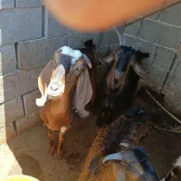 گوسفند بز