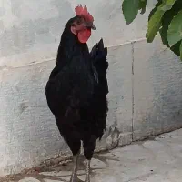 خروس نژاد بلک استار