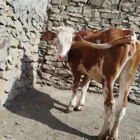 تلیسه