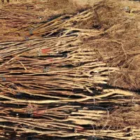 نهالستان فروش انواع نهال زودبازده و پربار ضمانتی|خدمات باغبانی و درختکاری|ساری, |دیوار