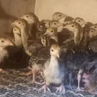 جوجه بوقلمون