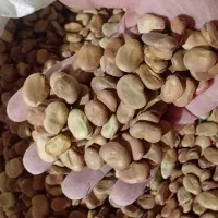 باقالی باقاله باقالا گرگان سوپر هیستال درجه یک