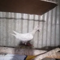 کفتر قناری