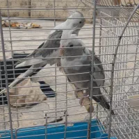 عروس هلندی