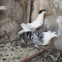 ساده کاکلی