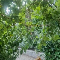 رهن و اجاره ویلایی 150متری همکف رستمی 67