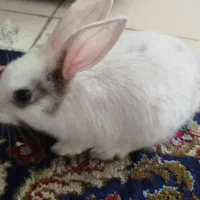 خرگوش سفید