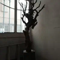 درختچه انگور