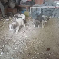 توله سگ  هاسکی