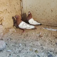 کفتر