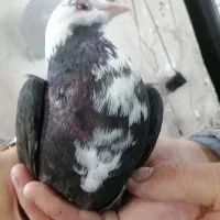 کفتر، کربلایی، پر پا، کلاغ هفت رنگ