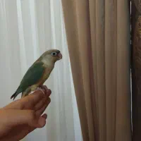 گرینچیک پایین اپل