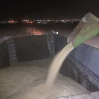 حمل جو و گندم