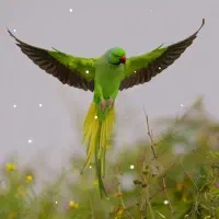 واگذاری طوطی