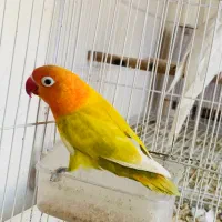 کوتوله فیشر گلد پاربلو ماده