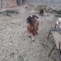 بز بزغاله
