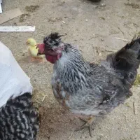 مرغ کاکلی لهستانی