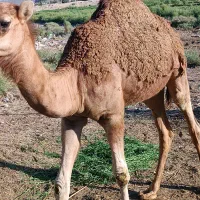 سلام شترچاق خوبی هم برای مالداری هم برای  کشتن