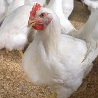 انبار اجاره ای میخواهم برای مرغ زنده