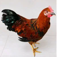 مرغ سالم و زیبا