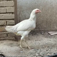 مرغ لاری اصیل