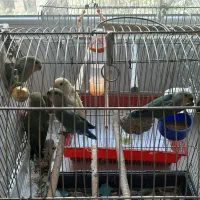 جوجه طوطی برزیلی