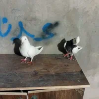 طوق