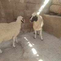 دو راس شیشک داشتی