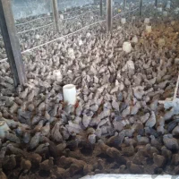 جوجه بلدرچین  و سیبرایت یک روزه