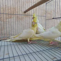 جوجه عروس هلندی