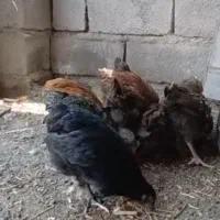 جوجه محلی