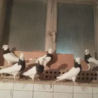 طوقی سیاه|پرنده|بستان آباد, |دیوار