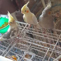 عروس هلندی های کاملا دستی وسالم و با هوش  نروماده
