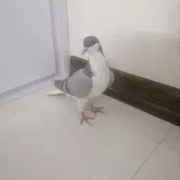 کفتر مفلق دمگیر خرقه نقره ای سینه دم پاک