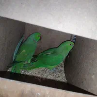 طوطی ملنگو  مولد شرطی